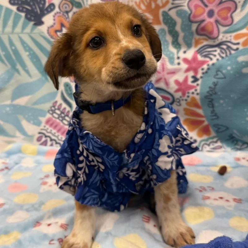 A baby small-sized male Yellow / Tan / Blond / Fawn Mixed Breed dog named Goggle Gary for adoption in Austin, TX