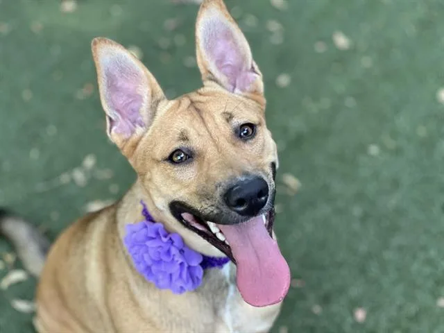 A young large-sized female Mixed Breed dog named Brielle for adoption in Charlotte, NC