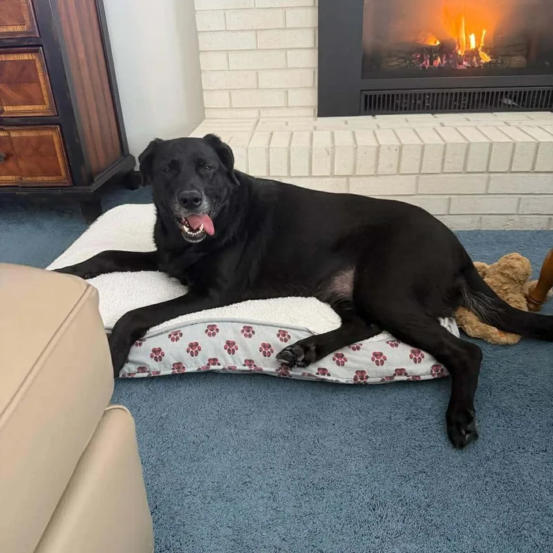 Calliope thumbnail 2