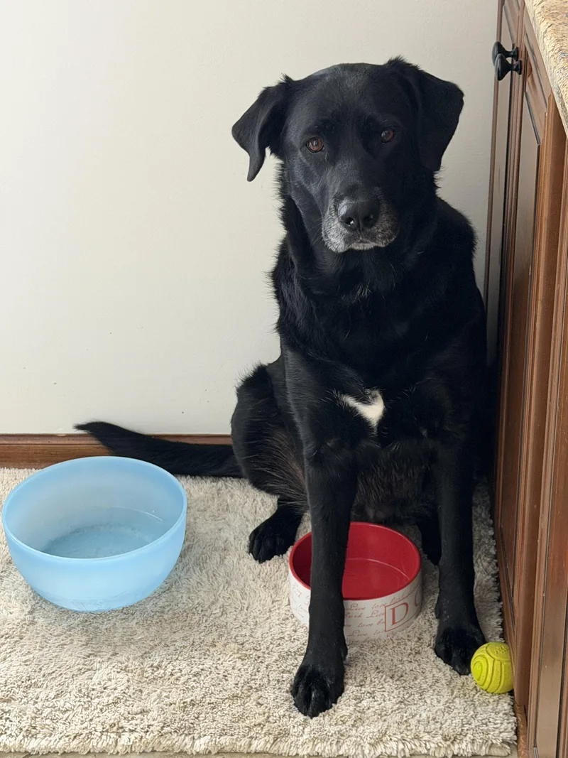 Calliope thumbnail 5