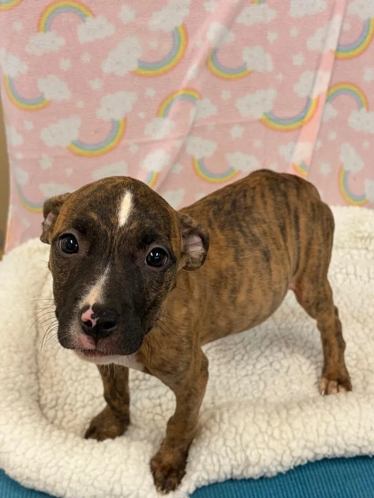 A baby large-sized female Boxer dog named East for adoption in Clinton, SC