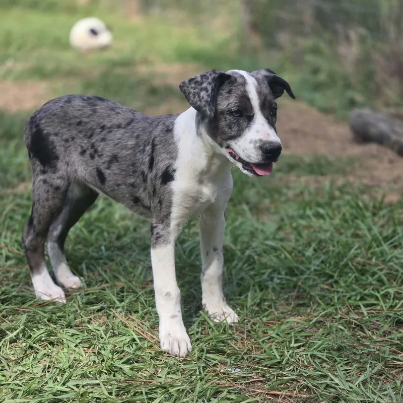 A baby medium-sized female Catahoula Leopard Dog named Gwyn for adoption in Tylertown, MS