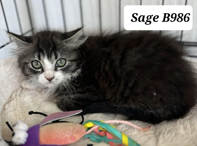 A baby medium-sized male Gray / Blue / Silver Domestic Long Hair cat named Sage for adoption in Morganton, NC