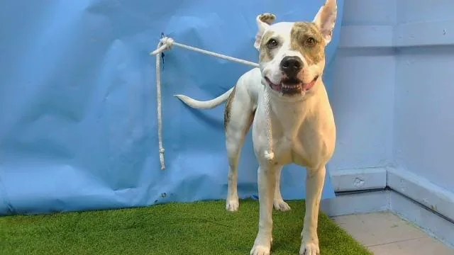 A young medium-sized male Pit Bull Terrier dog named Chupa for adoption in Gardena, CA