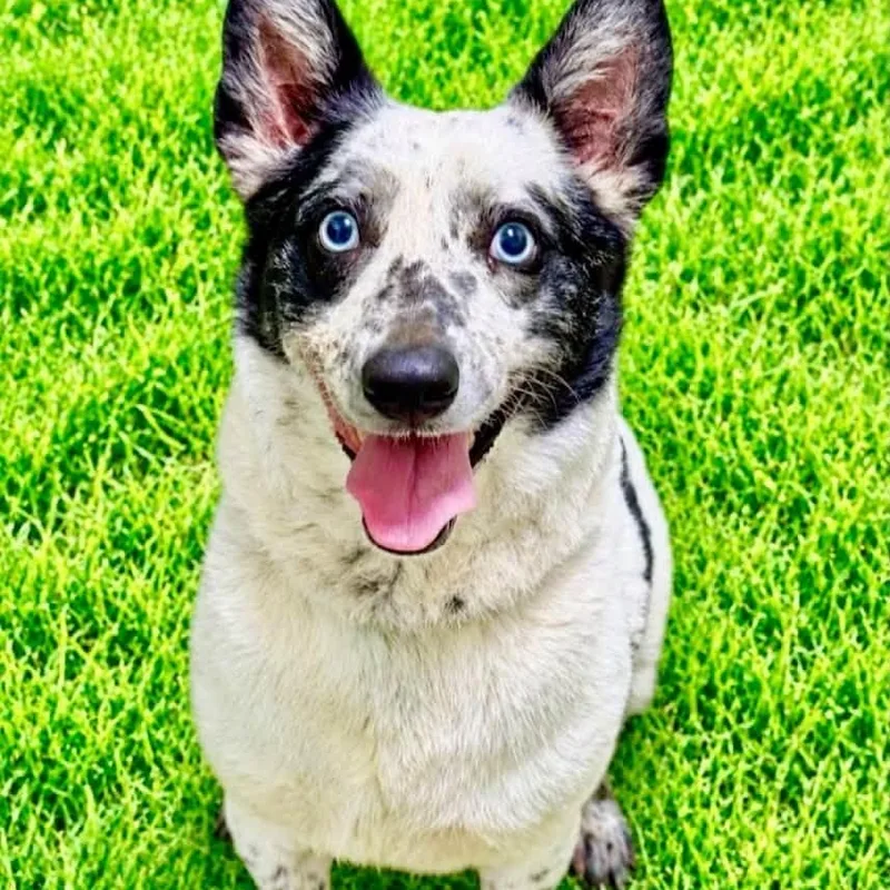 Zeke