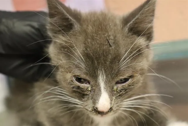 A baby medium-sized male Domestic Short Hair cat named Seaweed for adoption in Columbia, SC