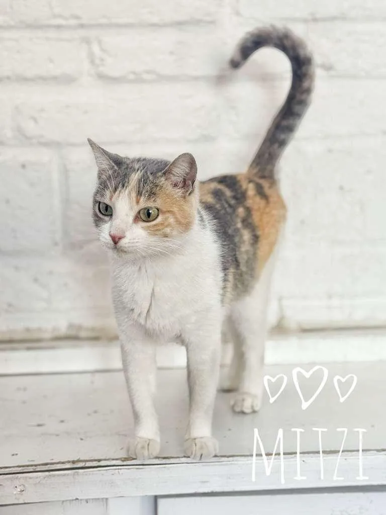 Mitzi thumbnail 2