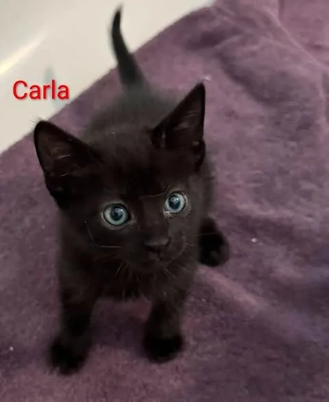 A baby large-sized female Domestic Short Hair cat named Carla for adoption in San Jacinto, CA