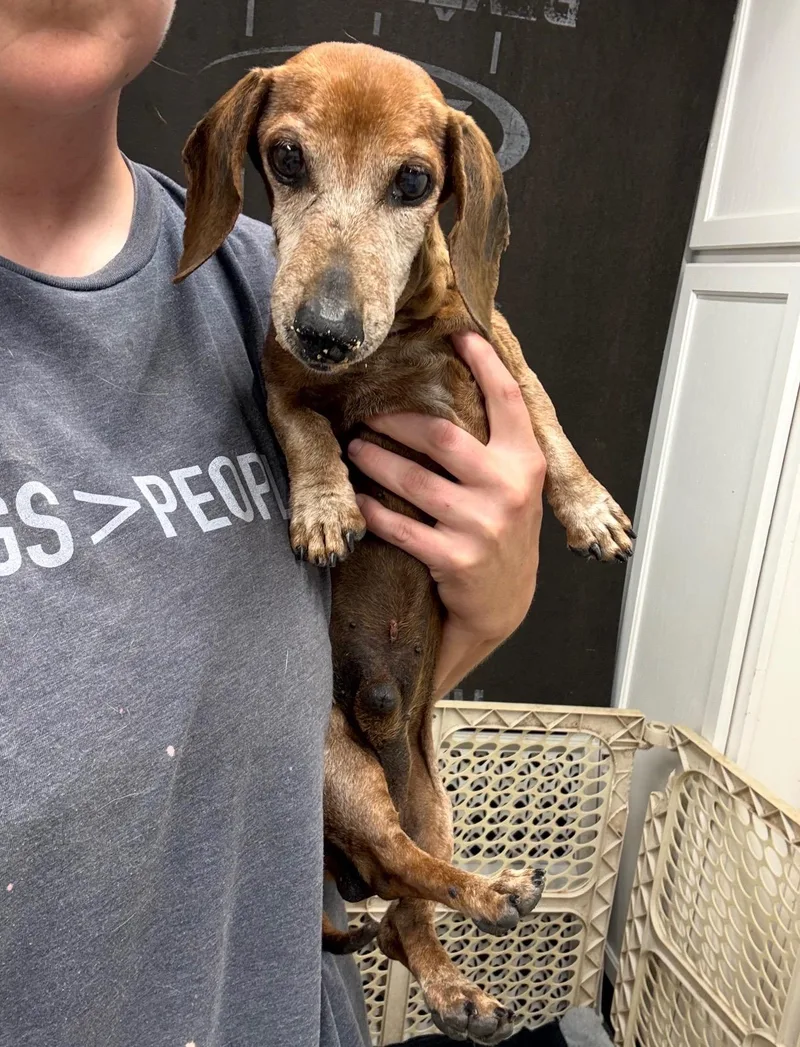 A senior small-sized male Dachshund dog named Rusty for adoption in Blue Springs, MO