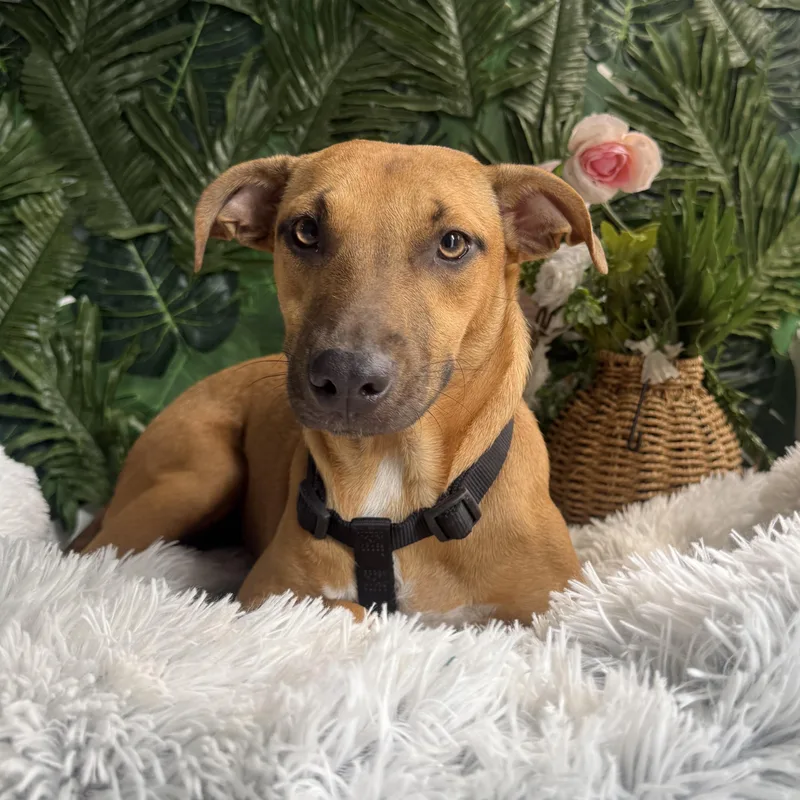 A baby medium-sized female Golden Mixed Breed dog named Soleil for adoption in Richmond, VA