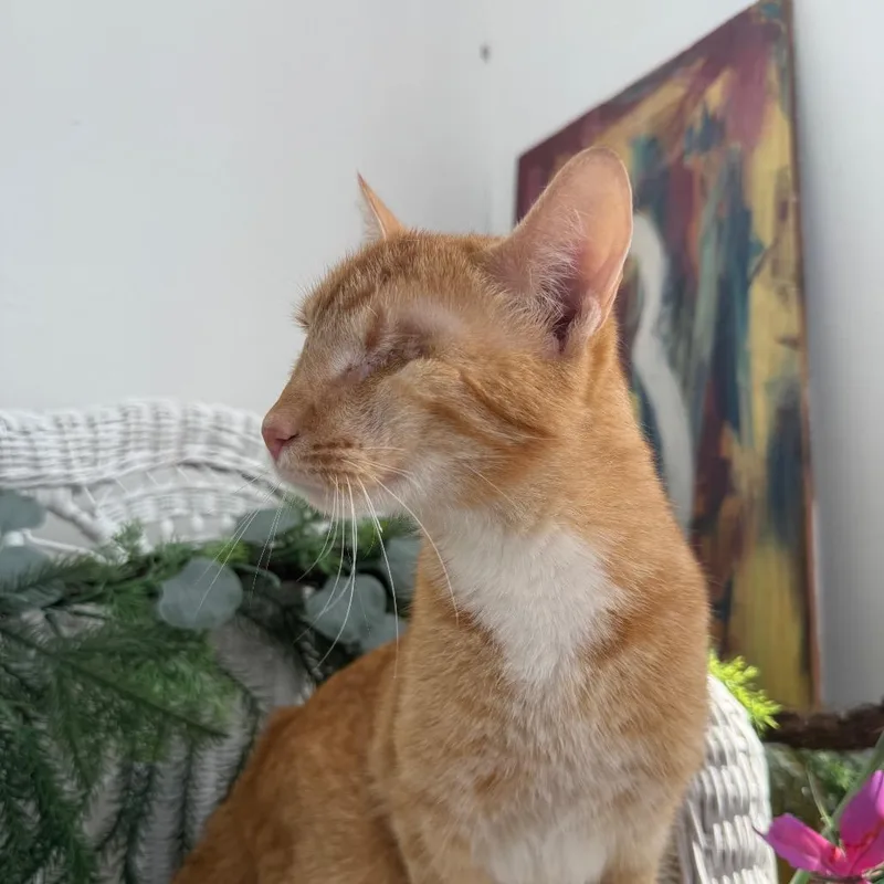 An adult medium-sized male Orange / Red Domestic Short Hair cat named Fire Twirler for adoption in Eaton Rapids, MI