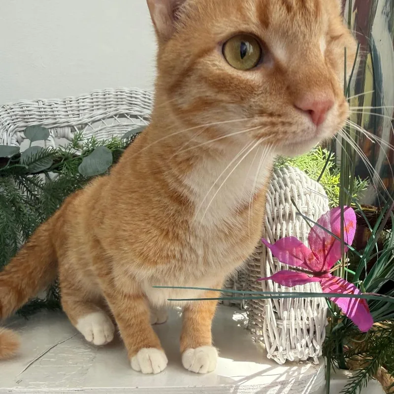 Fire Twirler thumbnail 5