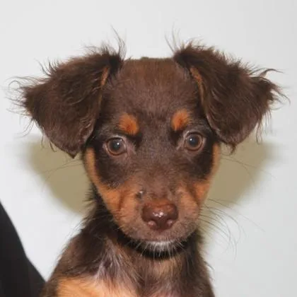 A baby small-sized female Chihuahua dog named Saffron for adoption in Elk Grove Village, IL
