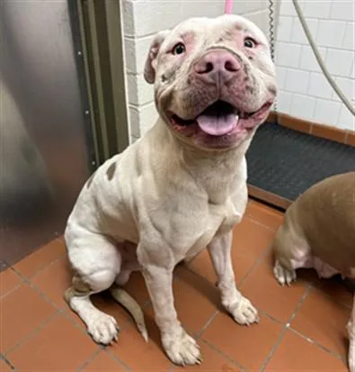 An adult large-sized male Pit Bull Terrier dog named Webber for adoption in Camarillo, CA