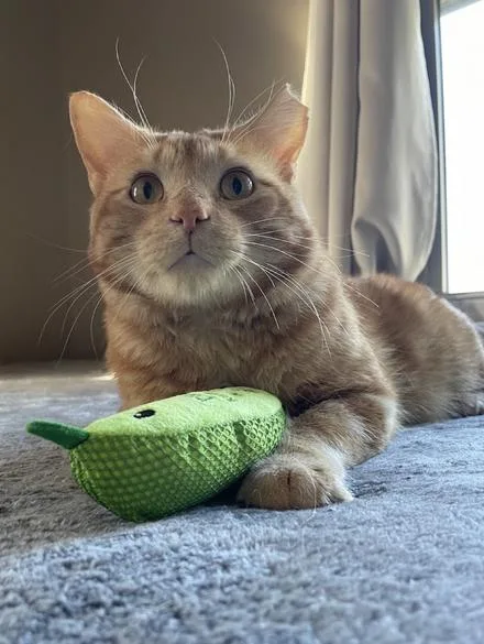 An adult large-sized male Tabby (Orange / Red) Domestic Short Hair cat named O'Malley for adoption in Omaha, NE