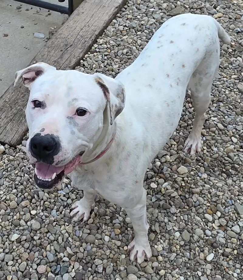 An adult large-sized female Pit Bull Terrier dog named Baby for adoption in Woodsfield, OH