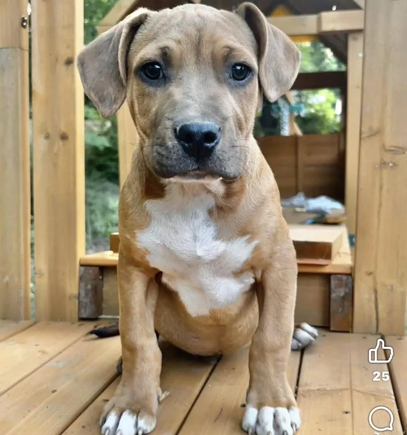 A baby large-sized male Black Mouth Cur dog named Maxie for adoption in Grand Bay, AL