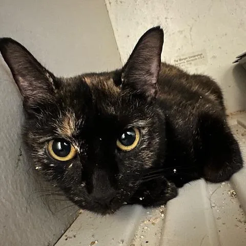 A young medium-sized female Tortoiseshell American Bobtail cat named Nakita for adoption in Enterprise, AL