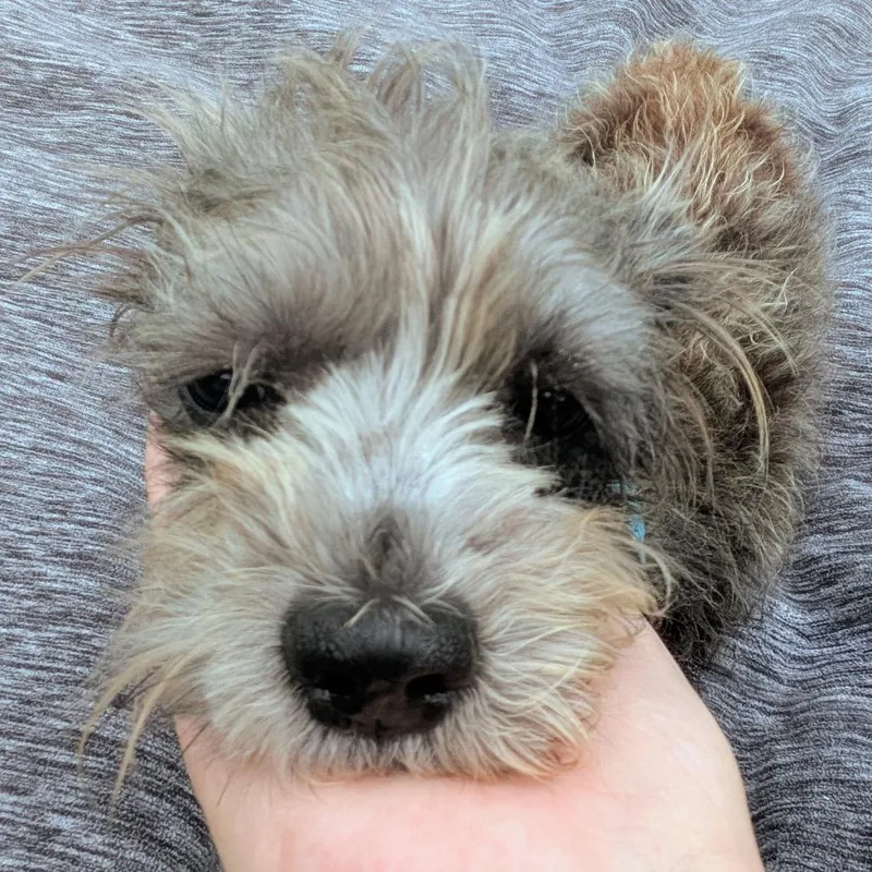 An adult small-sized female Gray / Blue / Silver Terrier dog named Xena for adoption in Houston, TX