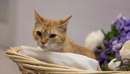 A senior medium-sized female Domestic Short Hair cat named Kitkat for adoption in Gastonia, NC