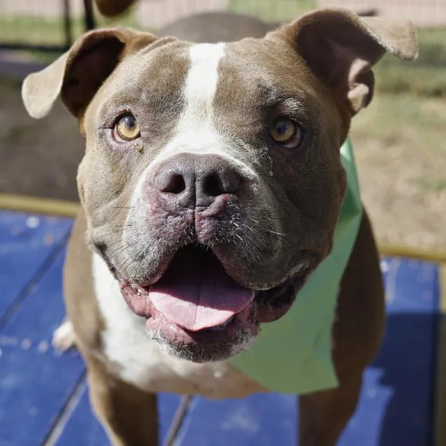 An adult large-sized male American Staffordshire Terrier dog named Moto Moto for adoption in San Antonio, TX
