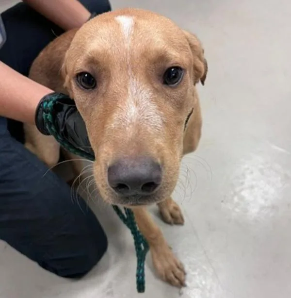 A young medium-sized male Pit Bull Terrier dog named Bambam for adoption in Austin, TX
