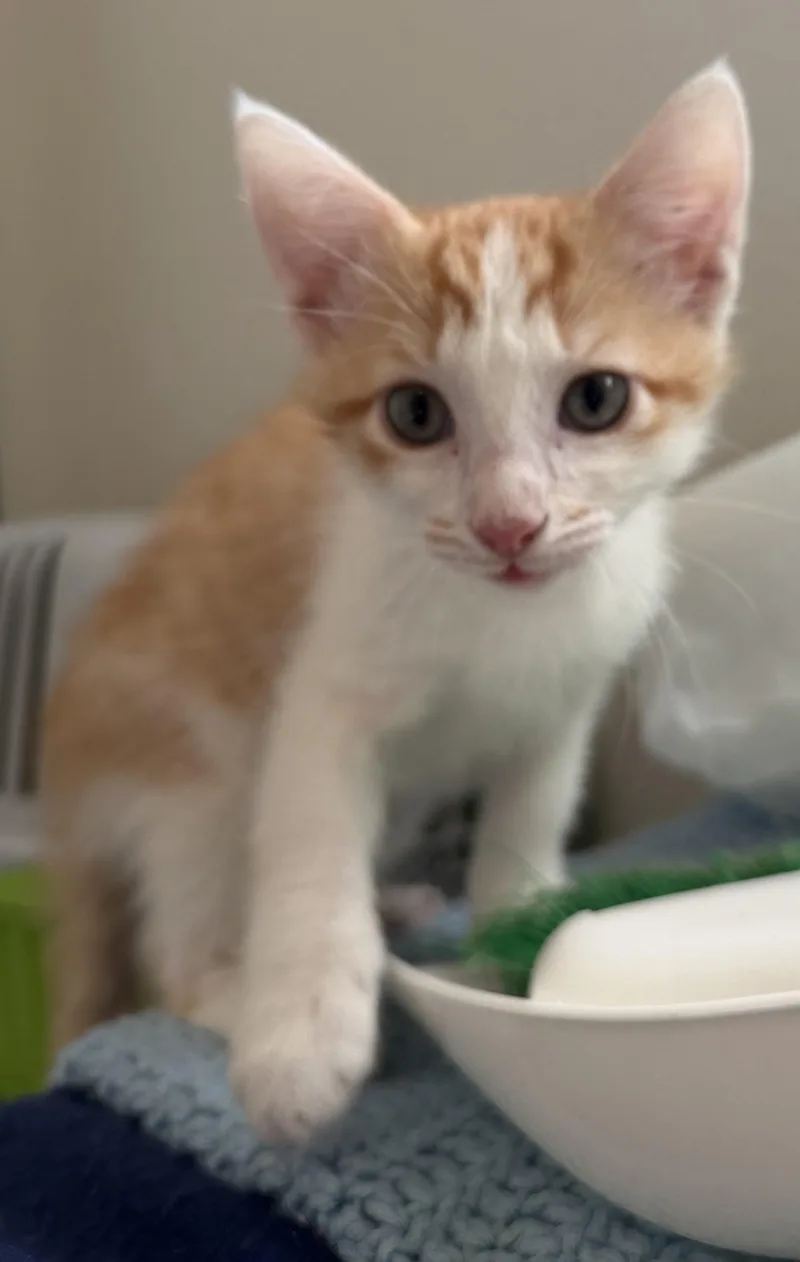 A young medium-sized male Orange & White Domestic Short Hair cat named Biscuit for adoption in Harvey, LA