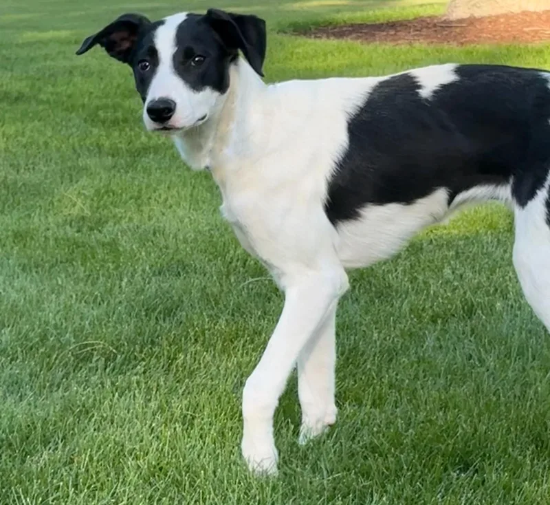 A young medium-sized male Border Collie dog named Pandy Paws for adoption in Twin Falls, ID