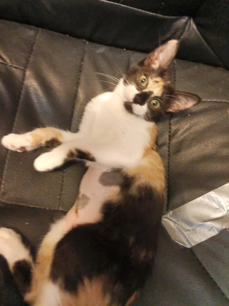 A baby small-sized female Calico cat named Marta for adoption in San Antonio, TX