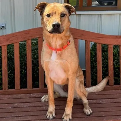 An adult large-sized female Mixed Breed dog named Luna for adoption in Quincy, IL