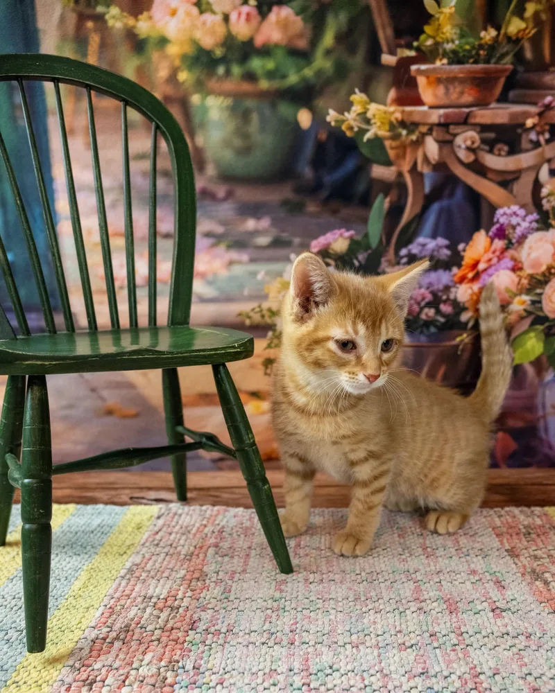 A baby small-sized male Tabby (Orange / Red) Domestic Short Hair cat named Lolli for adoption in Lapeer, MI