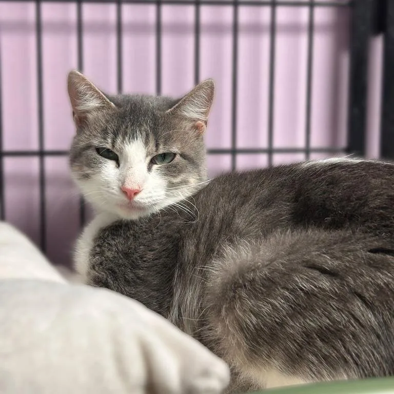 A young medium-sized female Gray / Blue / Silver Domestic Short Hair cat named Barbara Blacksheep for adoption in Davenport, IA