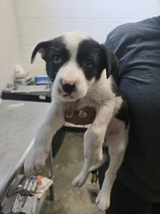 A baby medium-sized female Australian Cattle Dog / Blue Heeler dog named Ni Hao for adoption in Sacramento, CA