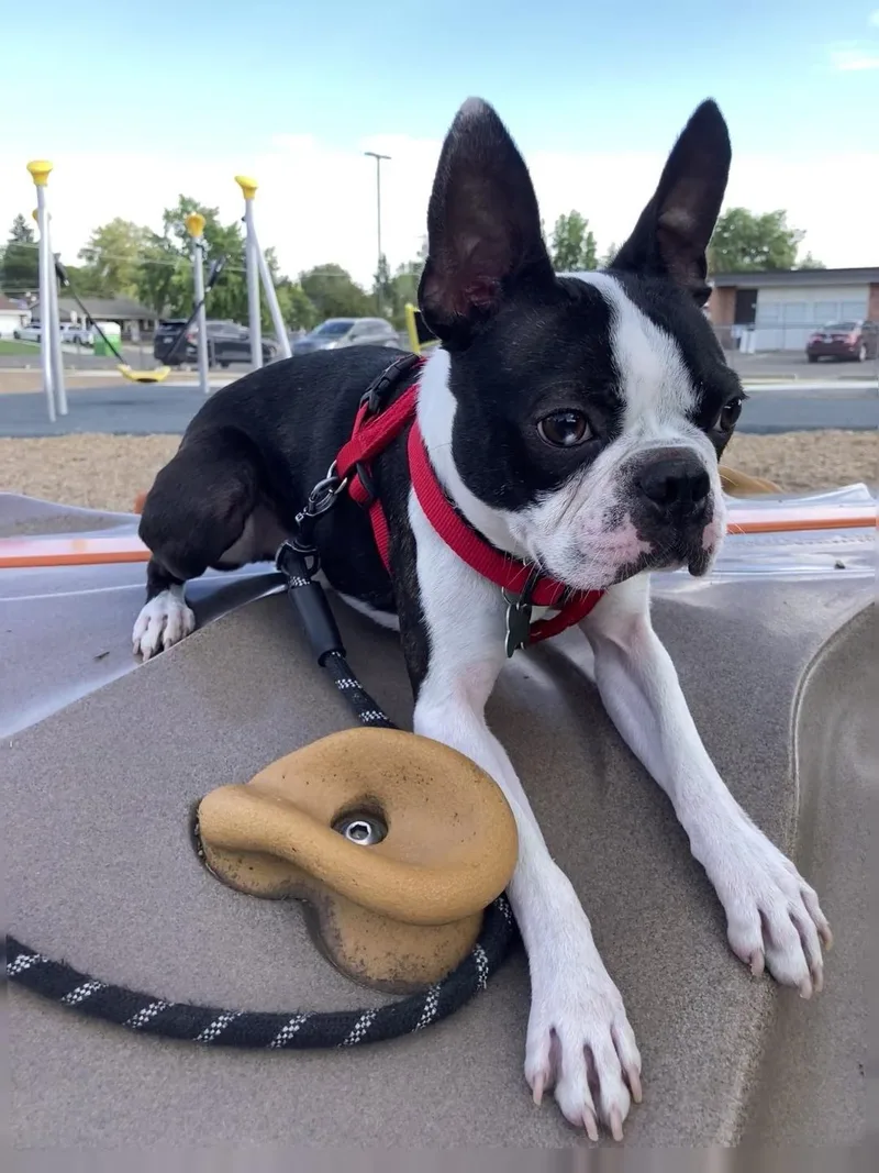 Vinnie in CO thumbnail 3