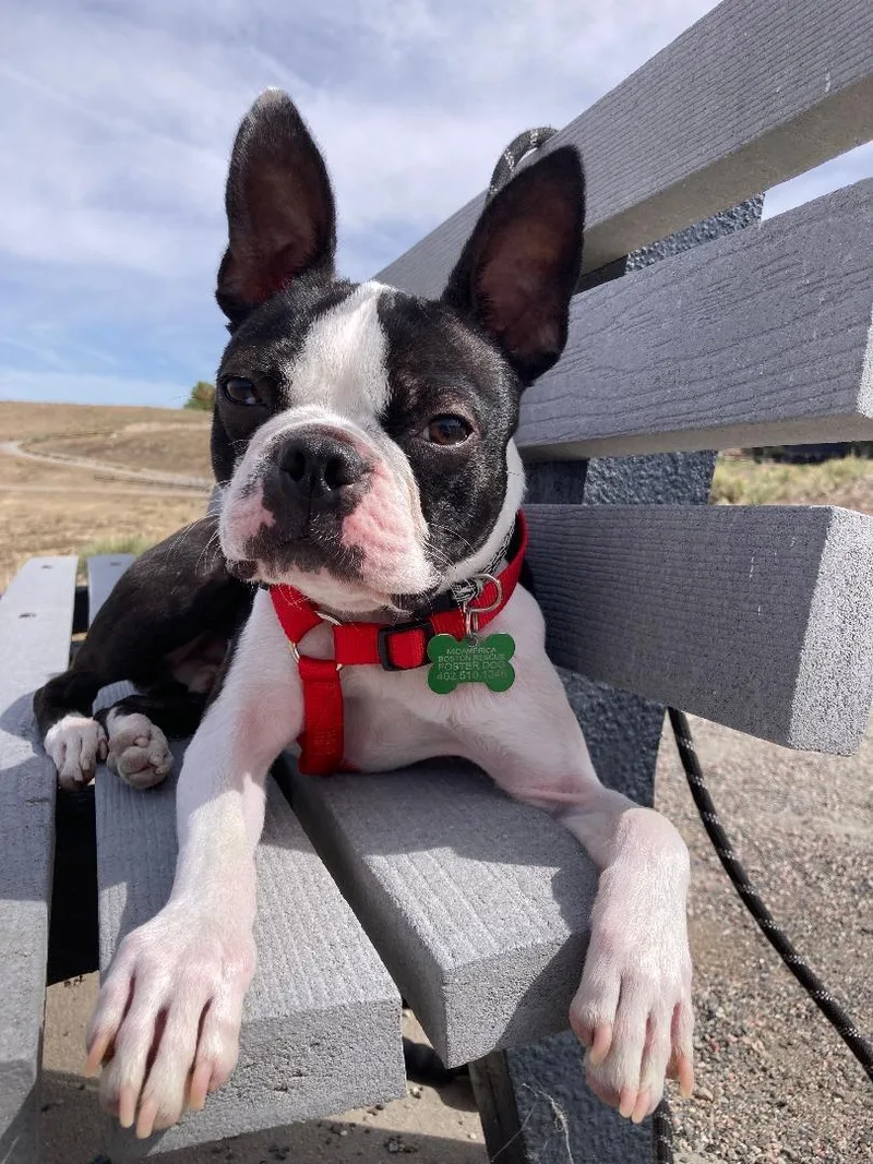 Vinnie in CO thumbnail 5