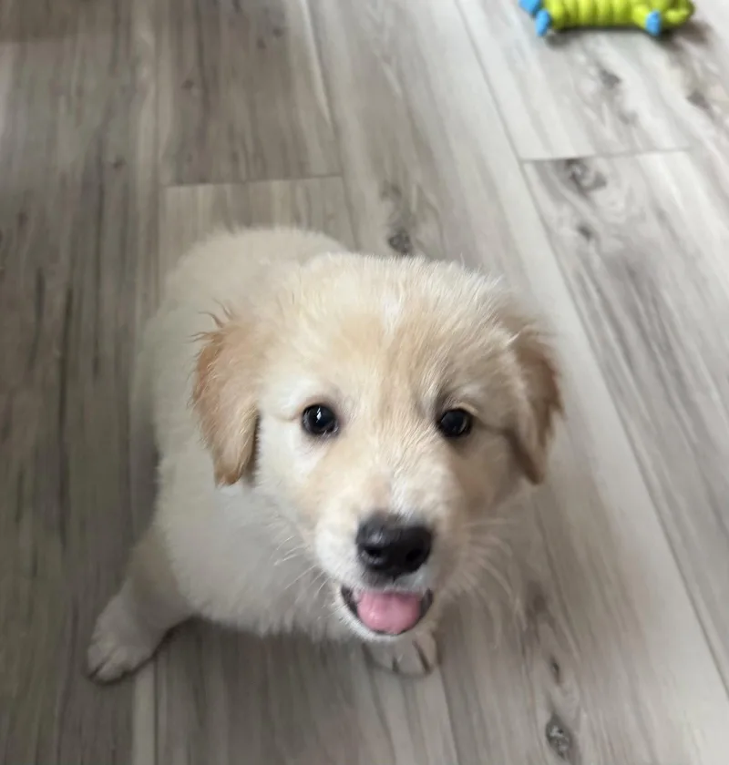 A baby medium-sized male Labrador Retriever dog named Soapy for adoption in Royal Palm Beach, FL