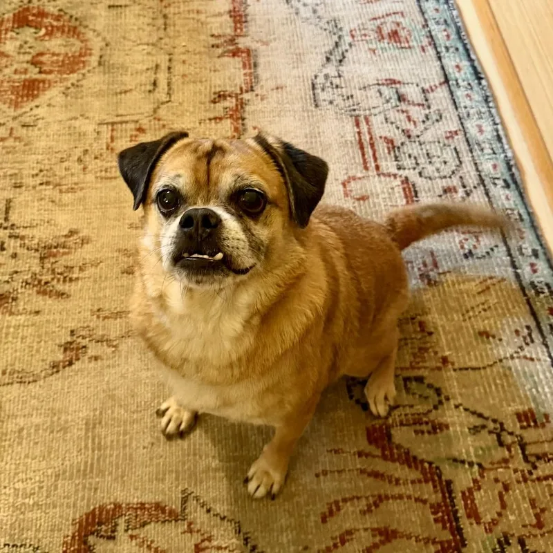 An adult small-sized male Pug dog named Kringle for adoption in Brooklyn, NY