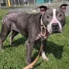 A senior large-sized female Pit Bull Terrier dog named Maple for adoption in Severn, MD