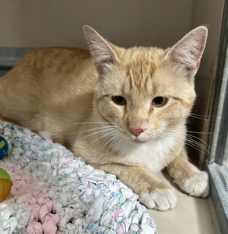An adult medium-sized male Orange & White Domestic Short Hair cat named 61301860 for adoption in Elko, NV