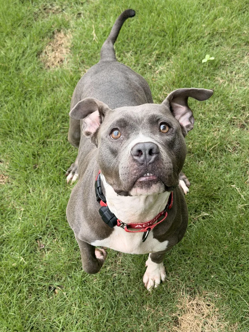 An adult medium-sized female American Staffordshire Terrier dog named Lola for adoption in Pelham, AL