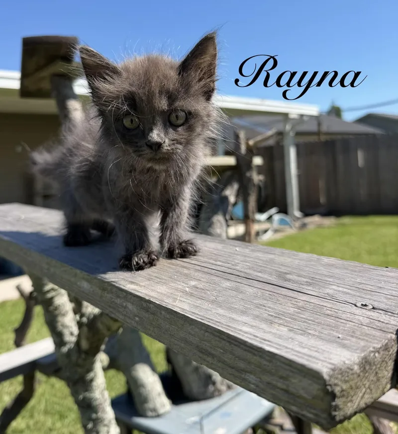 A baby medium-sized female Gray / Blue / Silver Nebelung cat named Rayna Jaymes for adoption in Metairie, LA