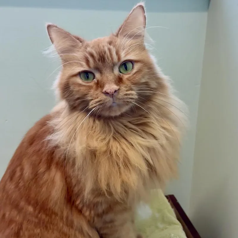 An adult medium-sized male Domestic Long Hair cat named Duke for adoption in Skokie, IL