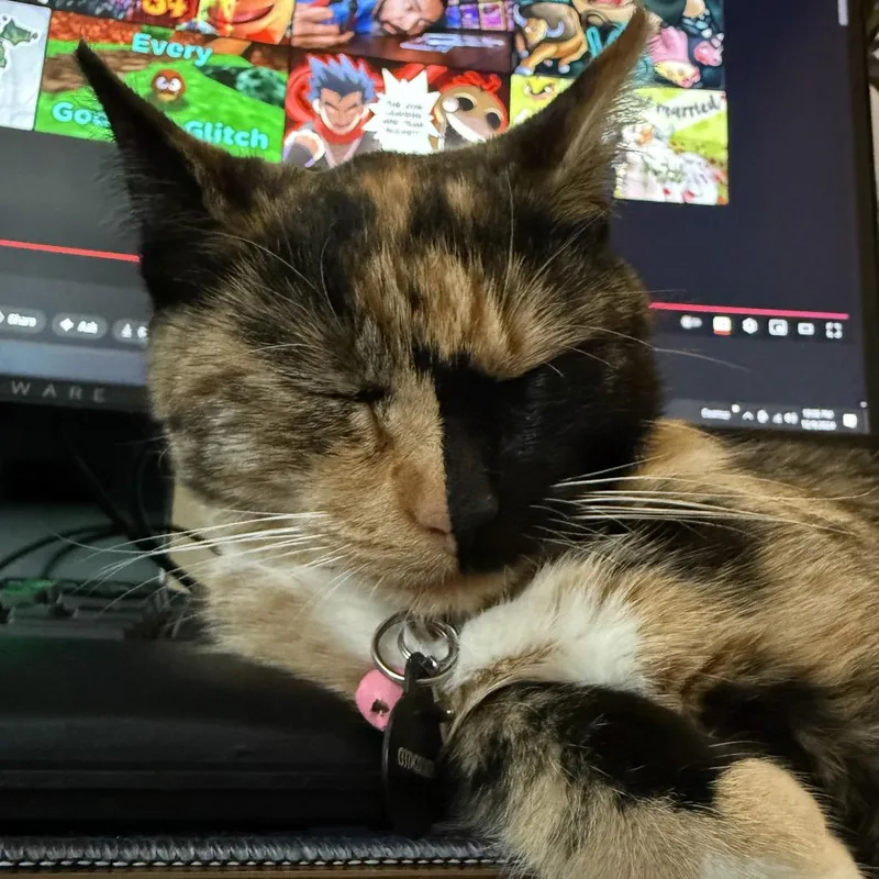 An adult large-sized female Domestic Short Hair cat named Sabrina for adoption in Huntsville, AL