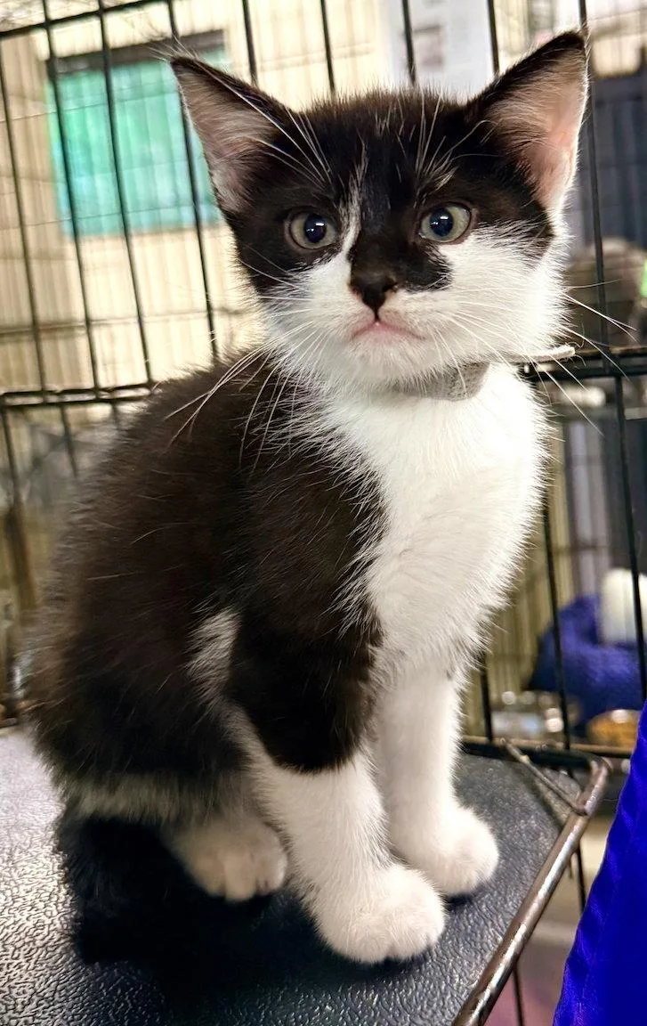 A baby medium-sized male Black & White / Tuxedo Domestic Short Hair cat named Harry for adoption in Albemarle, NC