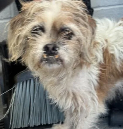 An adult medium-sized female Mixed Breed dog named Honey for adoption in West Chester, PA