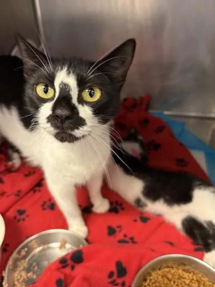 An adult medium-sized female Black & White / Tuxedo Domestic Short Hair cat named Isla for adoption in Lafayette, IN