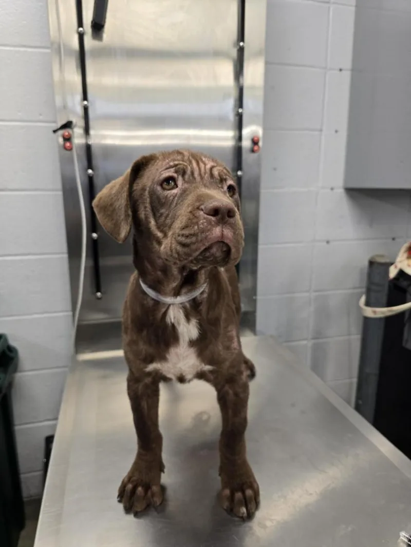 A baby small-sized female Staffordshire Bull Terrier dog named Dolly for adoption in Houston, TX