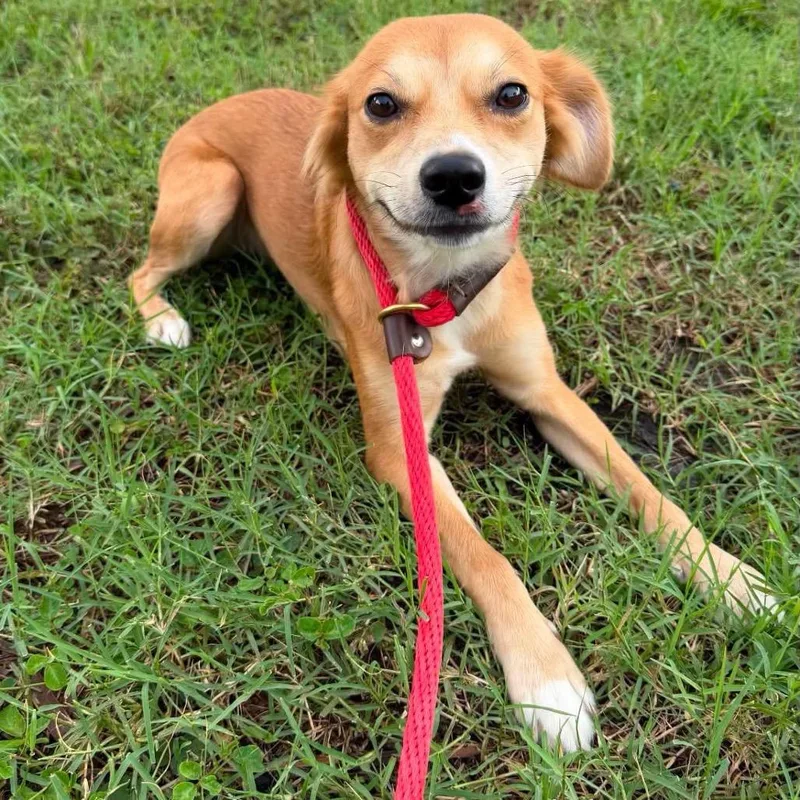 A young medium-sized female Cocker Spaniel dog named Lacey for adoption in Sarasota, FL