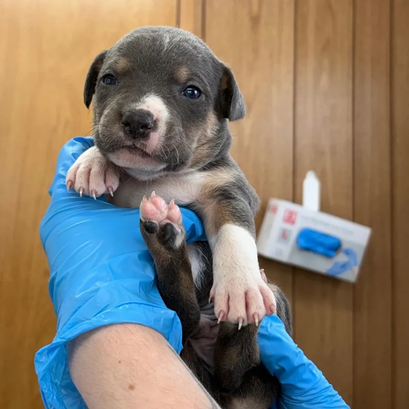 A baby small-sized male Gray / Blue / Silver Mixed Breed dog named Redken for adoption in LOXAHATCHEE, FL