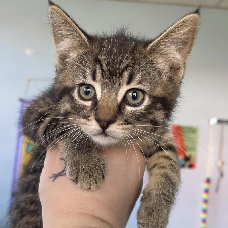 A baby small-sized female Brown / Chocolate Domestic Short Hair cat named Leighton for adoption in Shawnee, KS